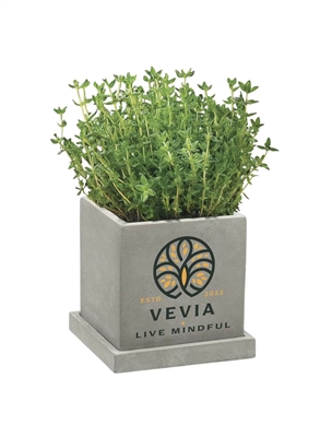 Stone Blossom Kit | Cement Indoor Planter with Seed Packet