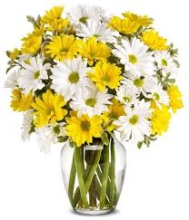Daisy, Daisy Everywhere