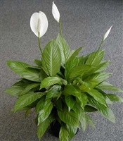 Large Peace Lily