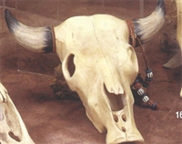 1686 Small Cow Skull