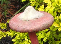 3993 Angel Mushroom Cap