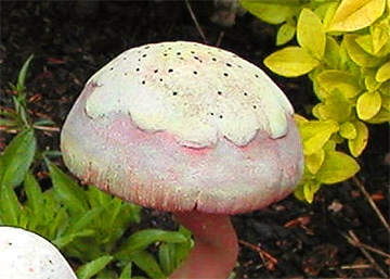 3994 Pine Mushroom Cap