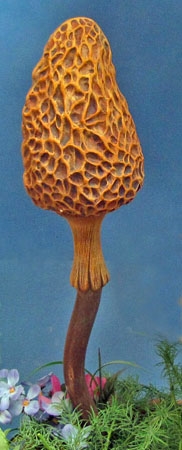 4113 Morel Mushroom Cap
