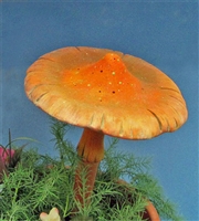 4114 Meadow Mushroom Cap