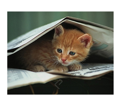 Cute Kitten Under Newspaper Poster