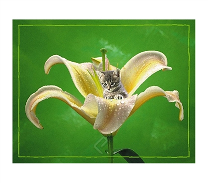 Kitten in Flower with Dew Poster Artwork