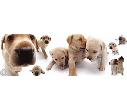 Cute Labrador Puppy Wall Poster