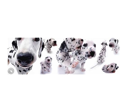 Cute Dalmation Puppy Dorm Poster