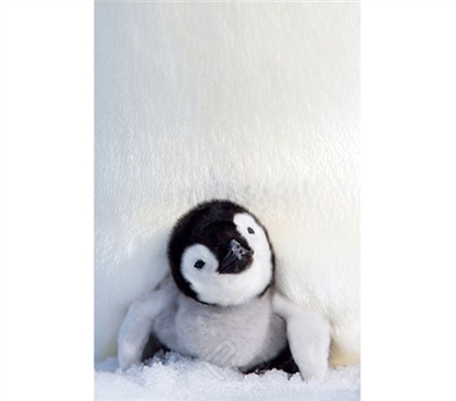 Cuddly Penguin Chick Poster
