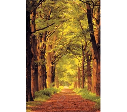 Awesome Summer Forest Path Poster