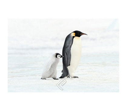 Marching Penguin and Baby Art Poster