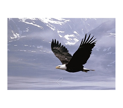 Bald Eagle Flying Over the Mountains Poster- Scenic picture of eagle flying
