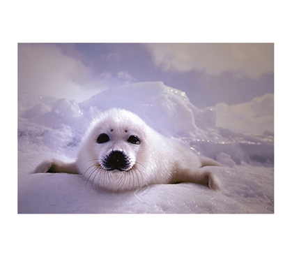 Cute Seal Cub Resting Poster