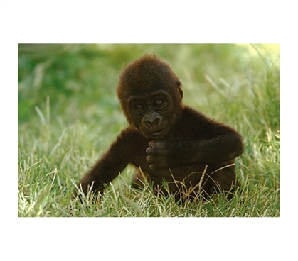 Cute and Free Gorilla Baby Poster
