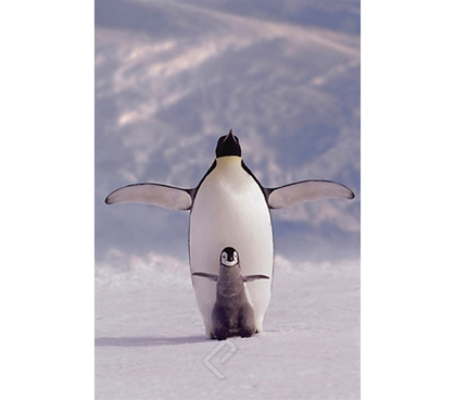 Walking Penguin and Chick Wall Poster