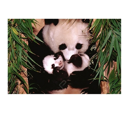 Panda Mother and Baby Poster cute college dorm decorating poster mother panda with baby