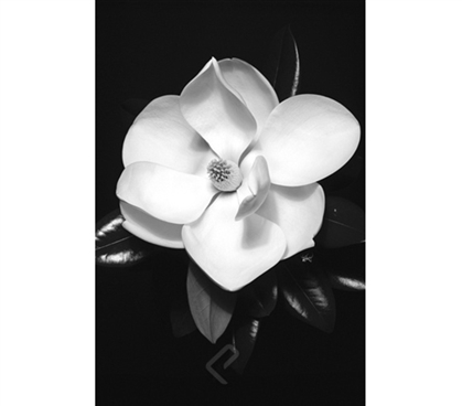 Magnolia Poster black and white dorm decor poster showing single magnolia with petals