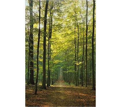 Bring Some Trees To Your College Decor - Forest Path Poster - Brings A Natural Poster To Your Dorm