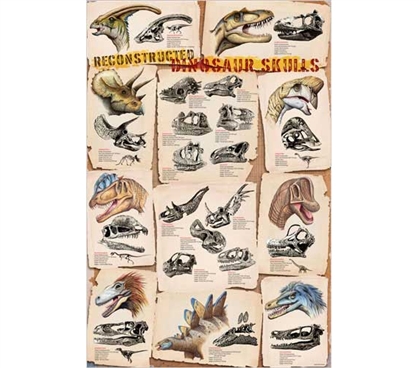 Dorm Decorating Essential - Dinosaur Skulls Reconstructed Poster - Cool Historical Poster