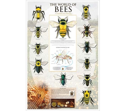 Smart Poster For College - World of Bees Poster - Dorm Room Decoration