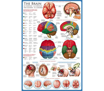 The Human BRAIN & Anatomy - Biology Poster