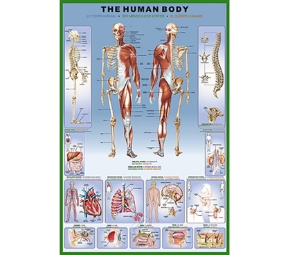 Informative - The Human Body and Skeleton - Anatomy Poster