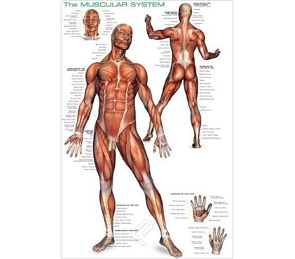 Muscular System Poster - Human Anatomy Wall Poster