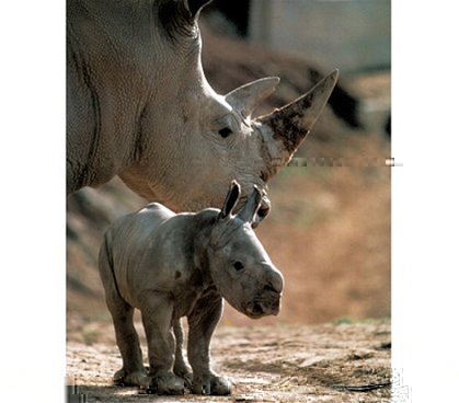 Beatiful Wildlife Art - White Rhinoceros (With Baby) Animal Poster