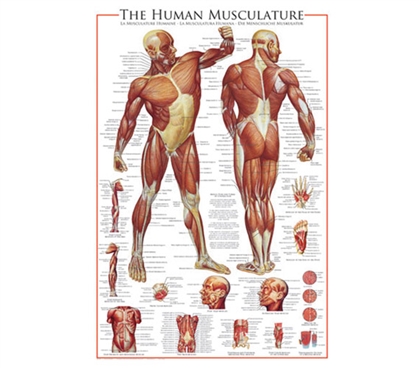 Human Muscular System Poster