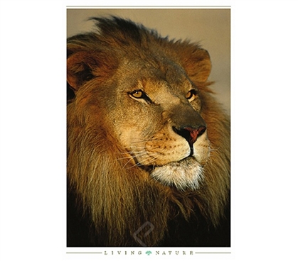 Untamed Photo of African Lion Poster