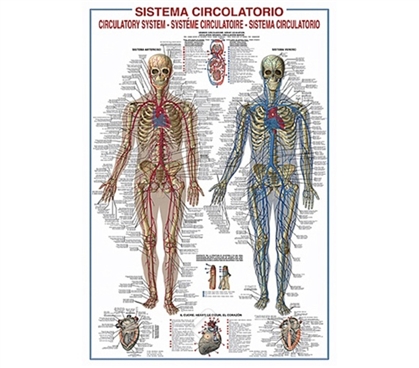 Circulatory System of the Body College Poster