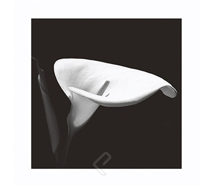 Calla Lily 3 College Dorm Room Poster beautiful black and white detailed photograph of lily on dorm room size poster