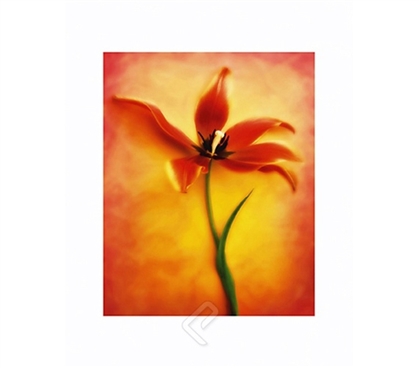 Tulip Fire II College Dorm Room Poster bright orange color dorm room size poster featuring gorgeous Tulip