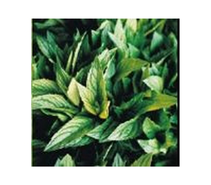 College Essential - Dorm Room Fragrance - Garden Mint - Fresh Scent For Dorms