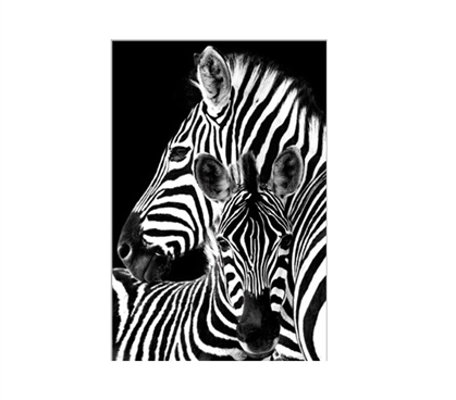 Zebras Dorm Poster Dorm Room Decorations College Wall Decor