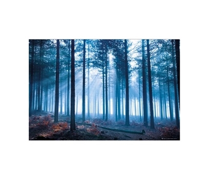 Tom Mackie Forest College Poster Dorm Wall Art Wall Decorations for Dorms