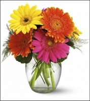 Eight Colorful Gerbra Daisies