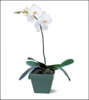 Phalaenopsis Orchid Plant