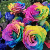 Dozen Rainbow Roses in Vase