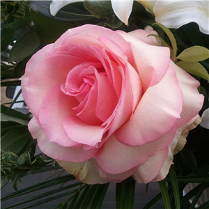 Dozen Oprah Roses in Vase