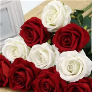 Dozen Red & White Roses