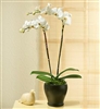 Double Orchid Plant in ceramic pot