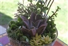 Succulent Bowl Garden