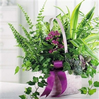 Fern Basket Garden