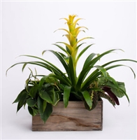 Bromeliad Planter