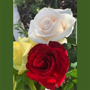 Dozen Red, Yellow, & White Roses in Vase