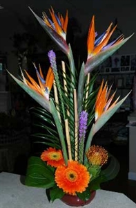 Birds of Paradise