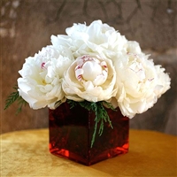 Winter White Peonies