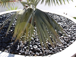 Black Pebbles Polished 2"- 3"