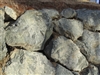 Catalina Cove Large Rock Boulders 12" - 18"